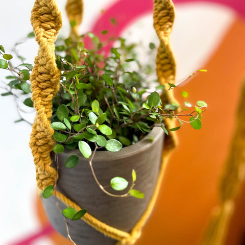 yellow macrame plant hanger Mustard Yellow Macrame Plant Hanger – Sprouts of Bristol