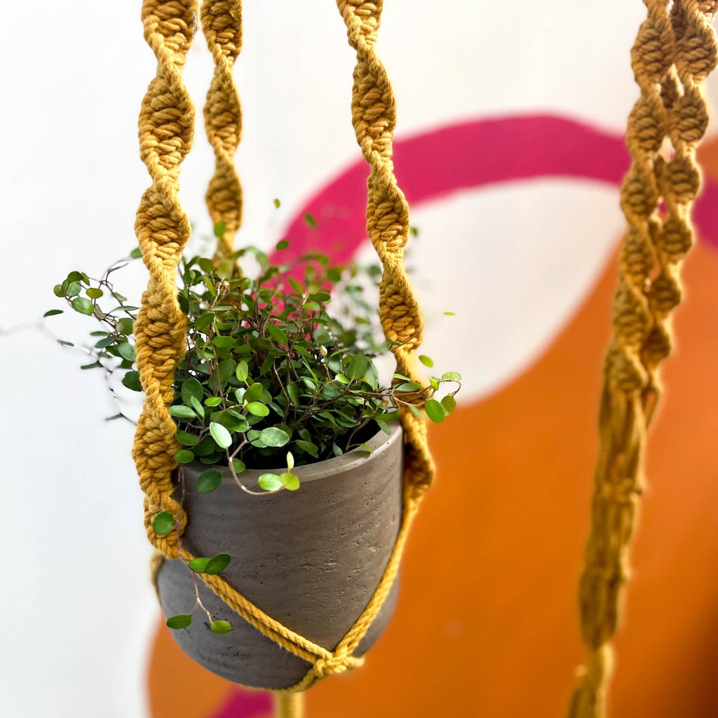 Mustard Yellow Macrame Plant Hanger - Sprouts of Bristol