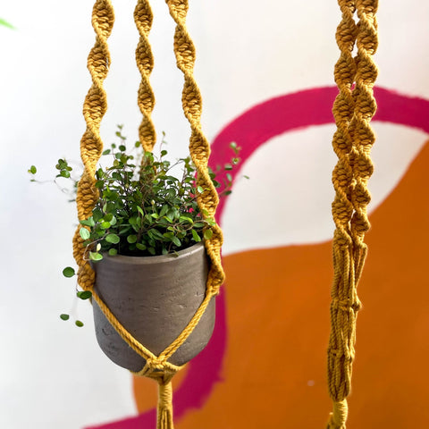 yellow macrame plant hanger Mustard Yellow Macrame Plant Hanger – Sprouts of Bristol