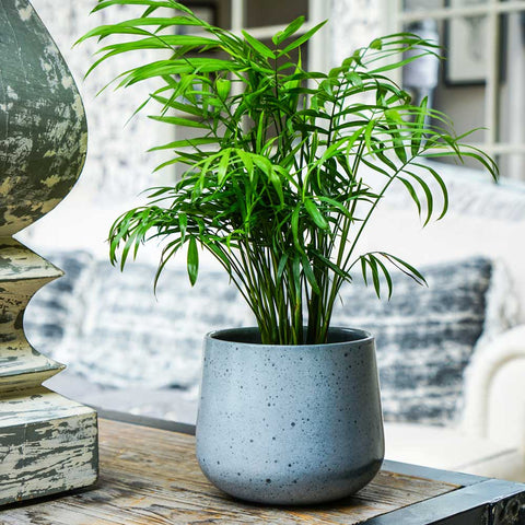 Nantes Planter - Sprouts of Bristol