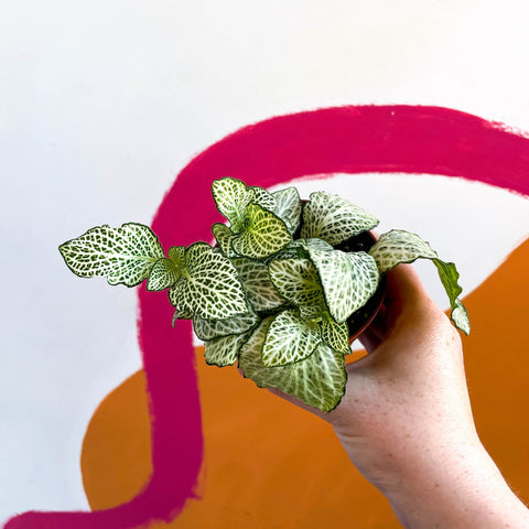 fittonia hanging plant Nerve Plant