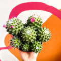 Nipple Cactus - Mammillaria Polythele 'Toluca' - Sprouts of Bristol
