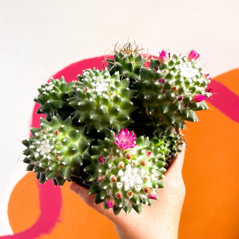 Nipple Cactus - Mammillaria Polythele 'Toluca' - Sprouts of Bristol