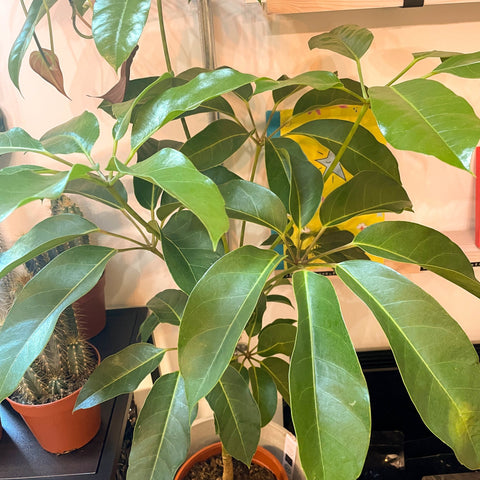 octopus tree indoor plant Schefflera actinophylla