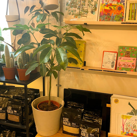 octopus tree indoor plant Schefflera actinophylla