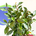 Oleaster / Silverberry - Elaeagnus × ebbingei - Sprouts of Bristol