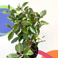Oleaster / Silverberry - Elaeagnus × ebbingei - Sprouts of Bristol