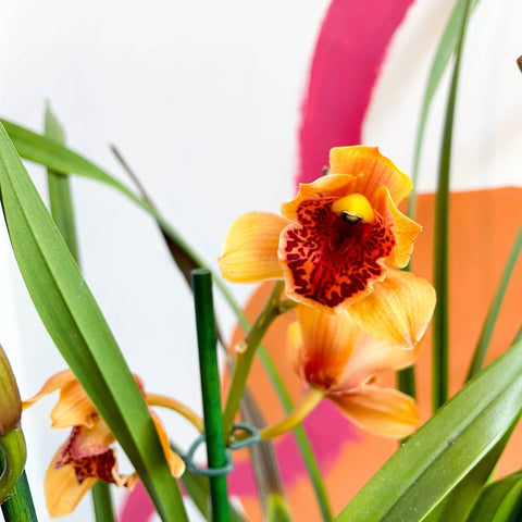 Orange Boat Orchid - Cymbidium - Sprouts of Bristol