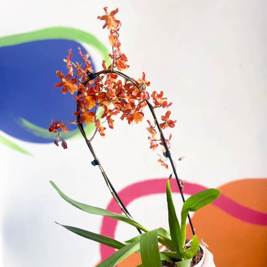 Orange Cambria Orchid - x Colmanara - Sprouts of Bristol