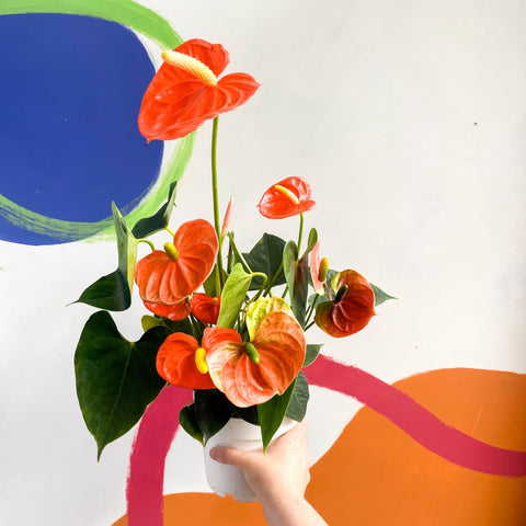 anthurium orange champion Flor de flamenco naranja