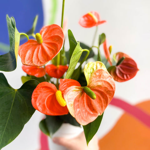 anthurium orange champion Orange Flamingo Flower