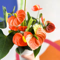 Orange Flamingo Flower - Anthurium andraeanum 'Orange Champion' - Sprouts of Bristol