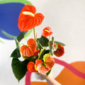 Orange Flamingo Flower - Anthurium andraeanum 'Orange Champion' - Sprouts of Bristol