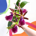 Orchid - Zygopetalum louisendorf - Sprouts of Bristol