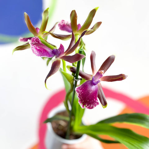 Orchid - Zygopetalum louisendorf - Sprouts of Bristol