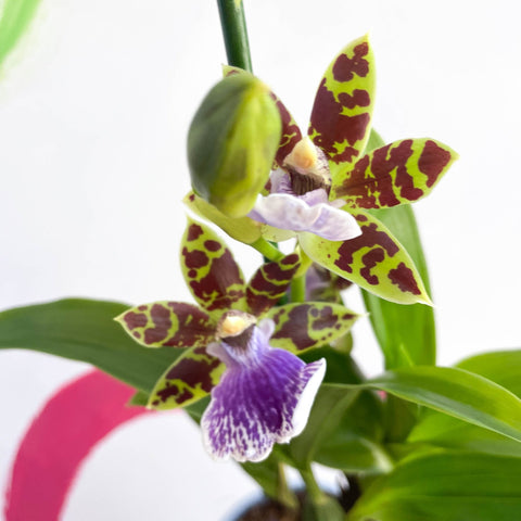 Orchid - Zygopetalum maculatum - Sprouts of Bristol