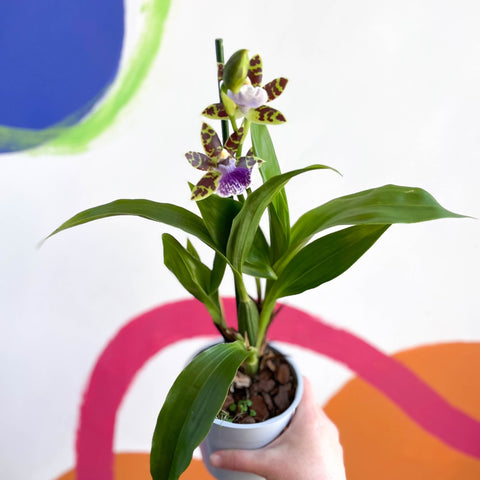 Orchid - Zygopetalum maculatum - Sprouts of Bristol