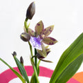 Orchid - Zygopetalum maxillare - Sprouts of Bristol