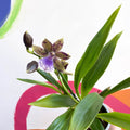 Orchid - Zygopetalum maxillare - Sprouts of Bristol