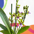 Orchid - Zygopetalum sellowii - Sprouts of Bristol