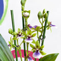 Orchid - Zygopetalum sellowii - Sprouts of Bristol