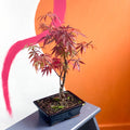 Outdoor Bonsai - Acer - Sprouts of Bristol
