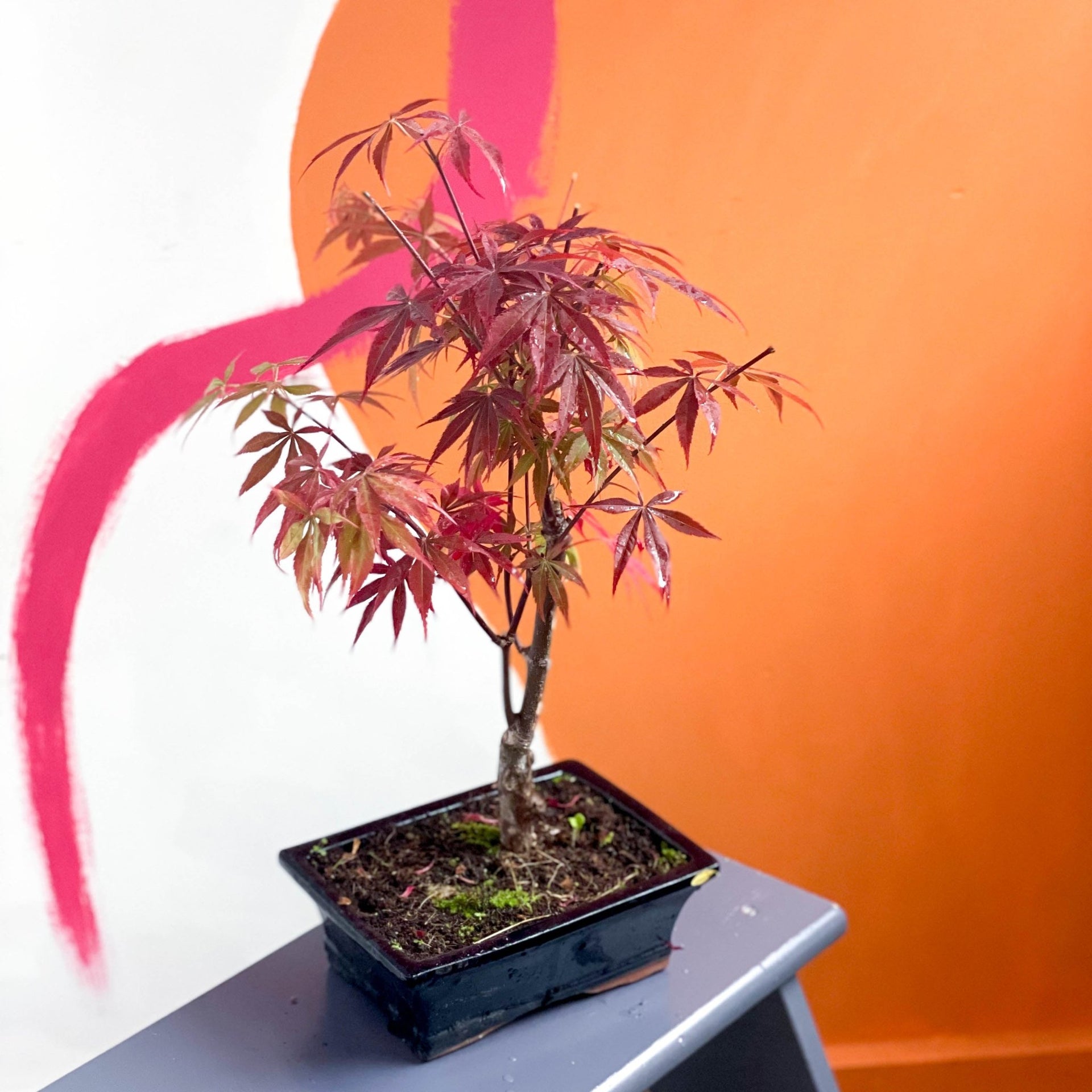 Bonsai für draußen