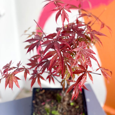 Outdoor Bonsai - Acer - Sprouts of Bristol