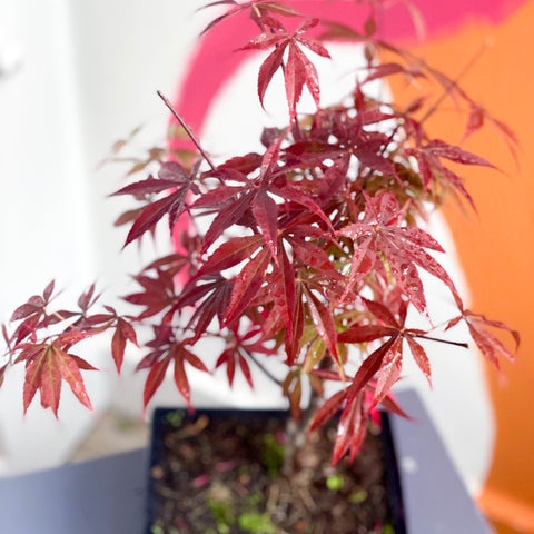 bonsai tree bristol Bonsai