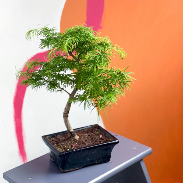Bonsai für draußen