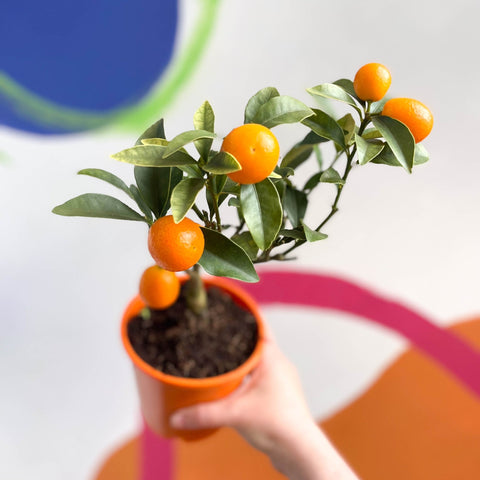 Oval Kumquat - Fortunella margarita - Evergreen Citrus - Sprouts of Bristol