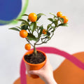 Oval Kumquat - Fortunella margarita - Evergreen Citrus - Sprouts of Bristol