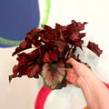 Painted Leaf - Begonia 'Regal Minuet' - Sprouts of Bristol