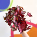 Painted Leaf - Begonia rex - Sprouts of Bristol