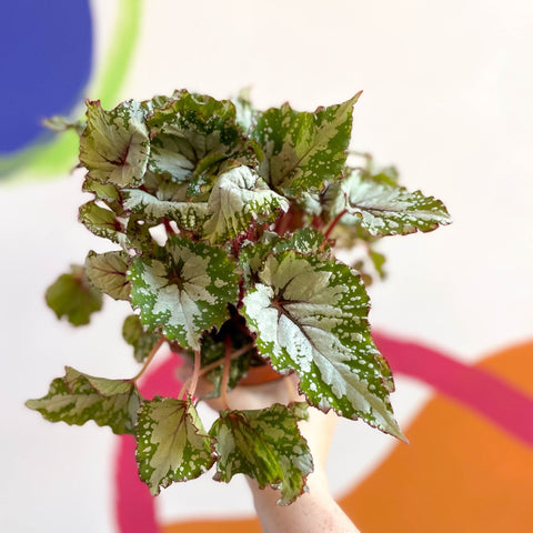 Painted Leaf - Begonia rex 'Asian Tundra' - Sprouts of Bristol