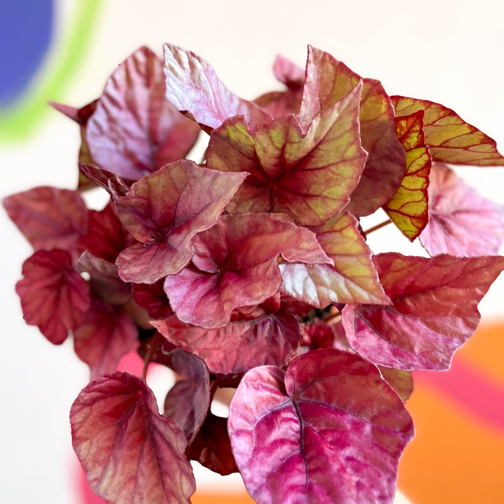 Painted Leaf - Begonia rex 'Inca Flame' - Sprouts of Bristol