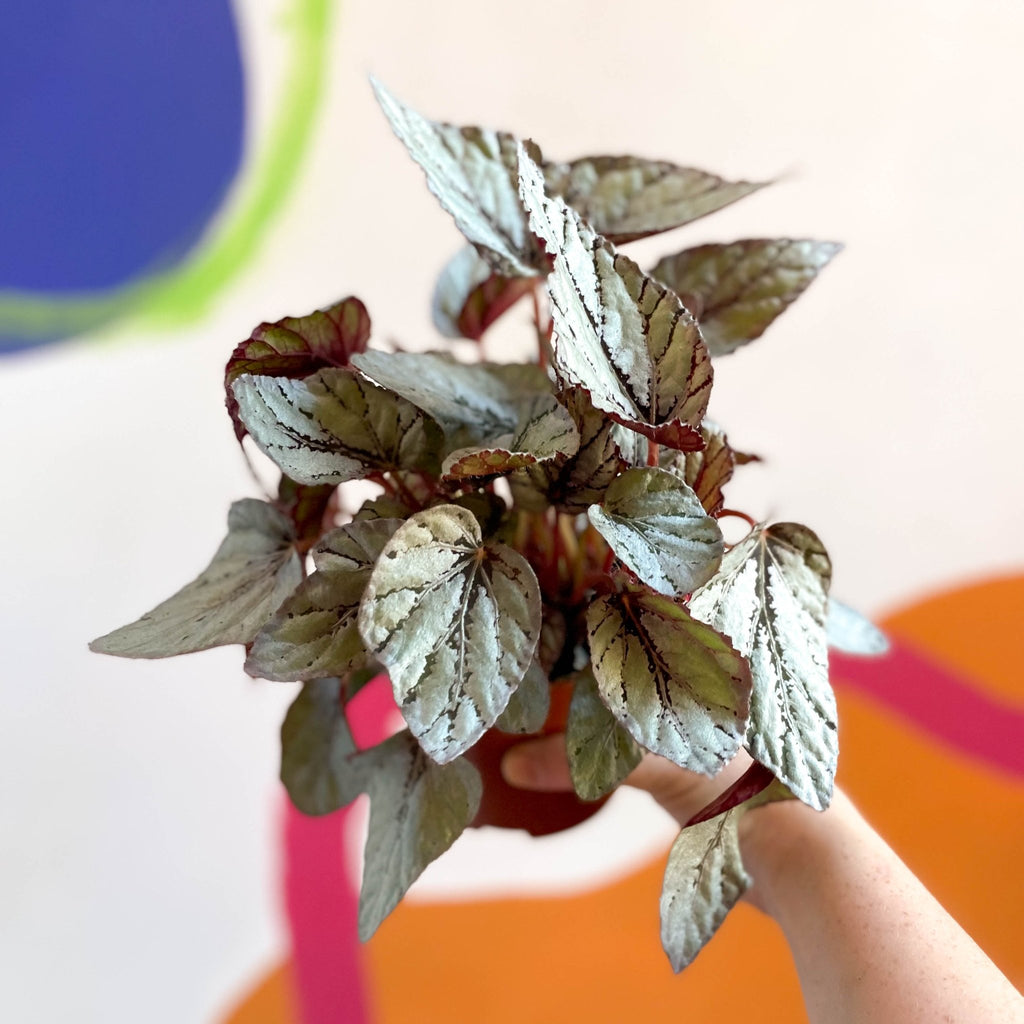 Painted Leaf - Begonia rex 'Silver Dollar' - Sprouts of Bristol