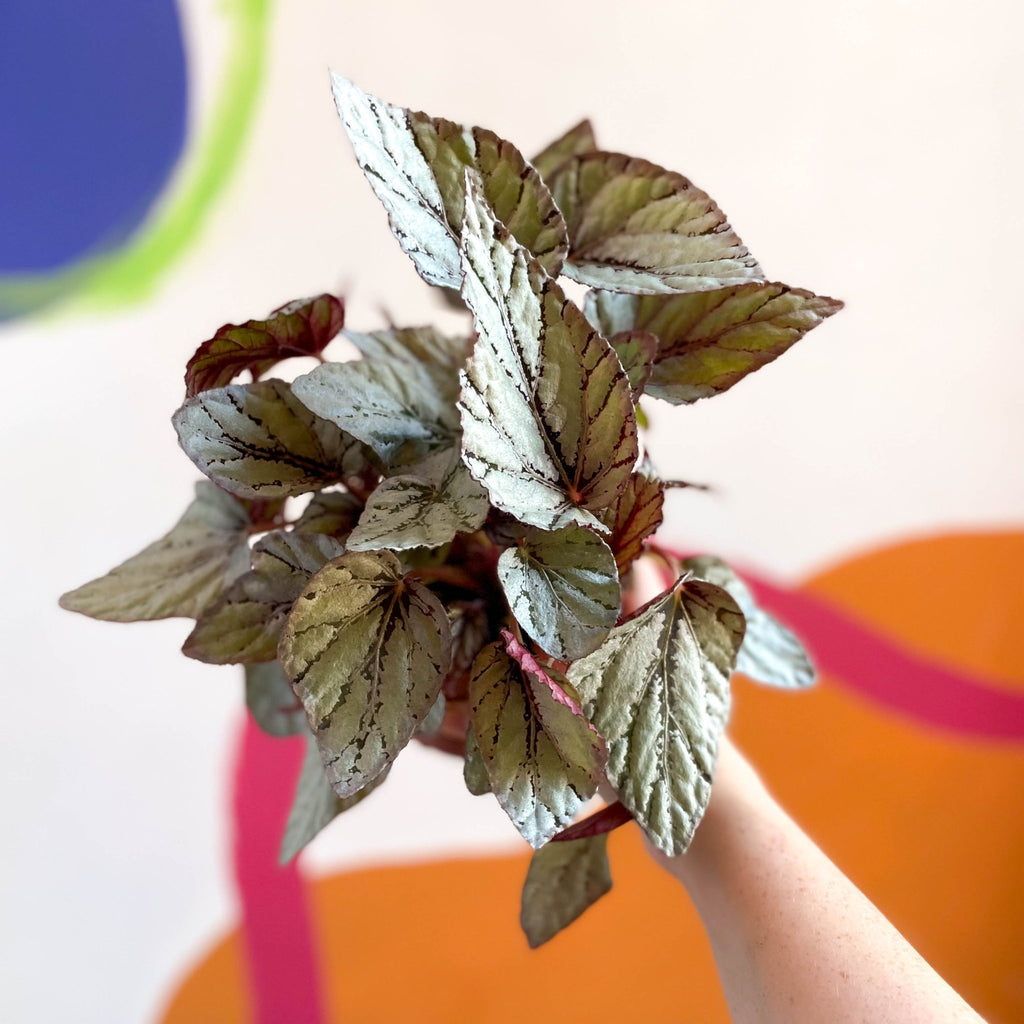 Painted Leaf - Begonia rex 'Silver Dollar' - Sprouts of Bristol