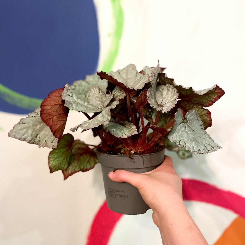 Painted Leaf - Begonia 'Silver Lace' - Sprouts of Bristol
