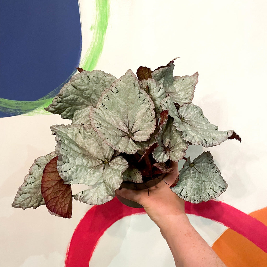 Painted Leaf - Begonia 'Silver Lace' - Sprouts of Bristol