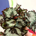 Painted Leaf - Begonia 'Sumatra Green' - Sprouts of Bristol
