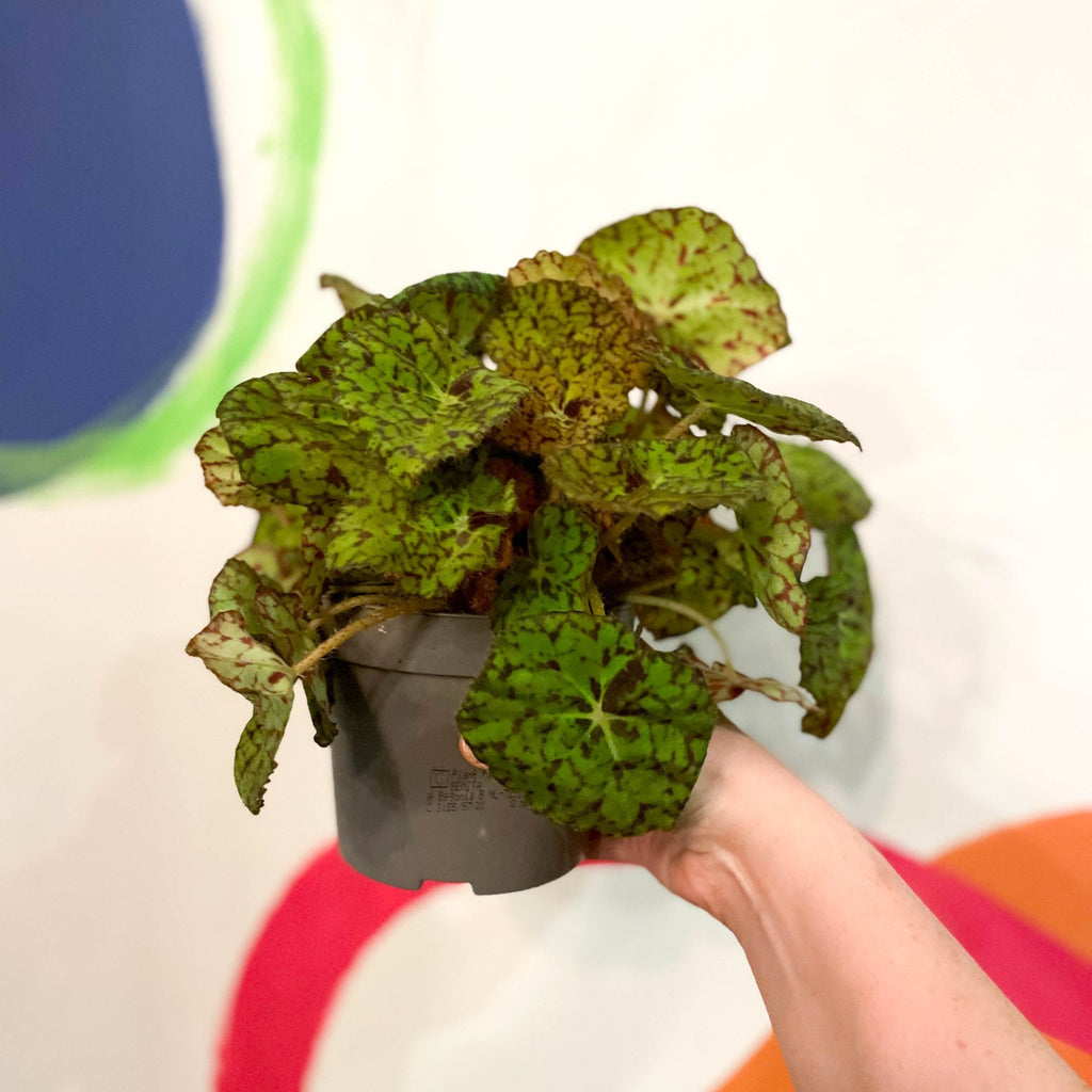 Painted Leaf - Begonia 'Zumba' - Sprouts of Bristol