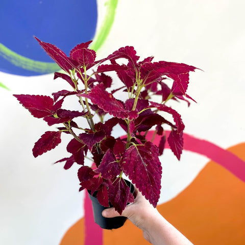 Painted Nettle - Coleus 'Angel of the North' - Welsh Grown - Sprouts of Bristol