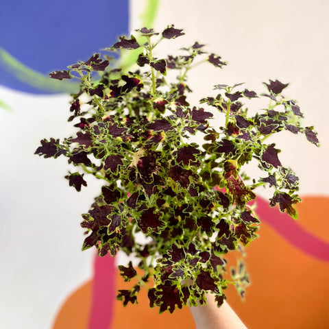 Painted Nettle - Coleus 'Burgundy Wedding Train' - Welsh Grown - Sprouts of Bristol