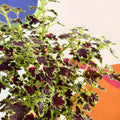 Painted Nettle - Coleus 'Burgundy Wedding Train' - Welsh Grown - Sprouts of Bristol