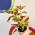 Painted Nettle - Coleus 'City of Sunderland' - Welsh Grown - Sprouts of Bristol