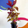 Painted Nettle - Coleus 'Long Island Iced Tea' - Welsh Grown - Sprouts of Bristol