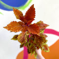 Painted Nettle - Coleus 'Long Island Iced Tea' - Welsh Grown - Sprouts of Bristol