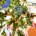 Painted Nettle - Coleus 'Paisley Shawl' - Welsh Grown - Sprouts of Bristol