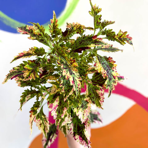 Painted Nettle - Coleus 'Paisley Shawl' - Welsh Grown - Sprouts of Bristol